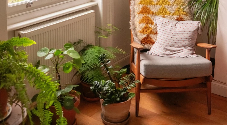 plantas (3).png