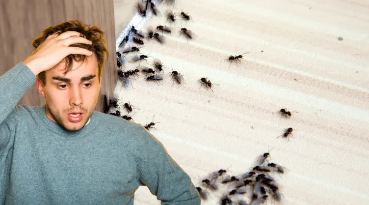 Este es el significado de tener plaga de hormigas en casa, según el Feng Shui