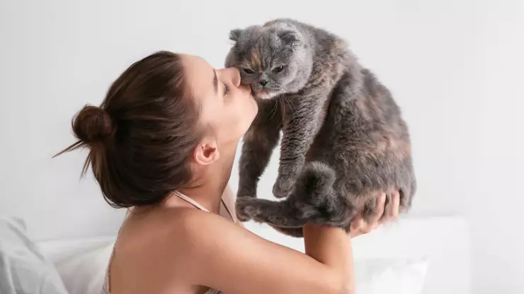 persona favorita gato