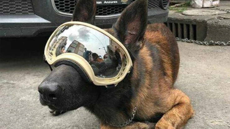 Piden ayuda para operar a Chichi, perro rescatista en sismo del 19s