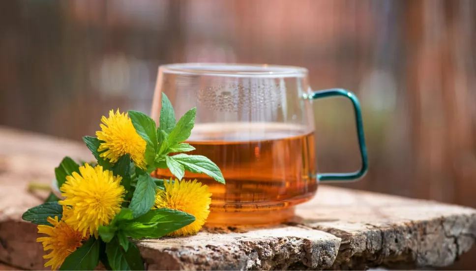 10 Beneficios del Diente de León para la Salud