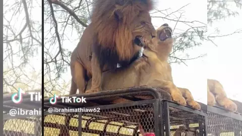 VIDEO_ Pareja de leones se aparean en plena sesión de safari; turistas testigos de su amor.jpg