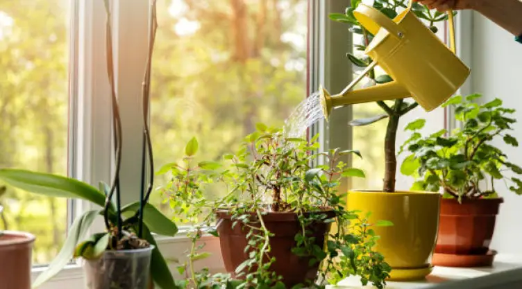 Este tipo de plantas no solo se adaptan a la poca luz, sino que además brindan bienestar.