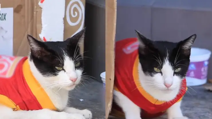 Abandonan a gatita y el destino la llevó a formar parte de una tienda