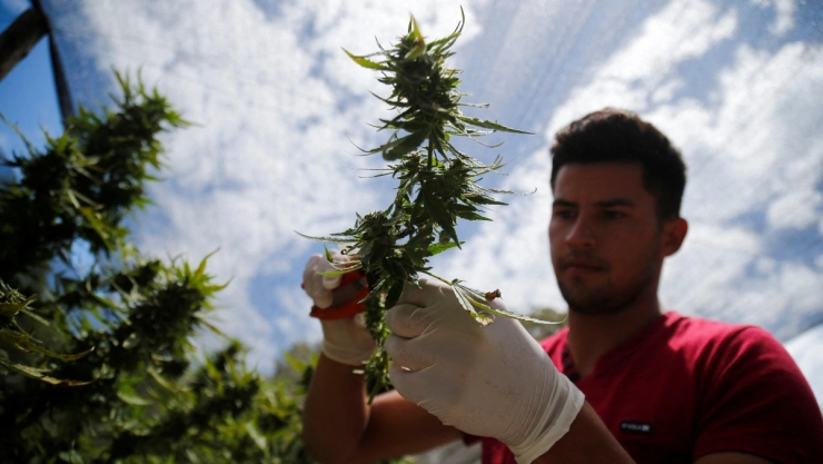 marihuana Paraguay