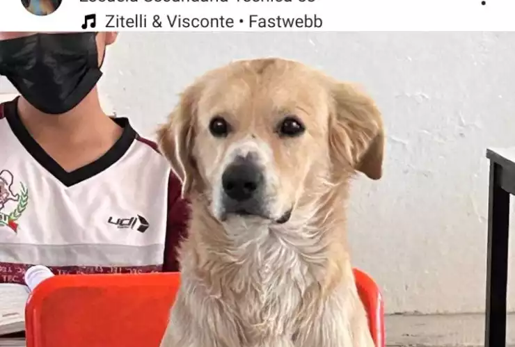 nachito perrito secundaria