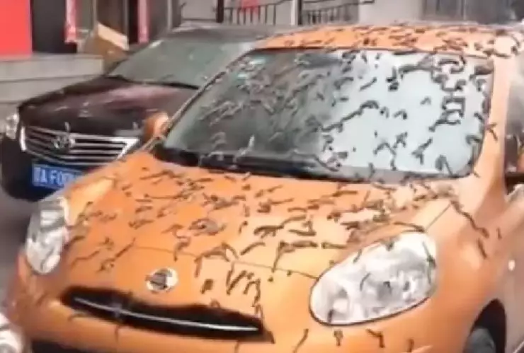 Luna de Gusano: El origen de la lluvia de lombrices en China