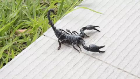 Picaduras de alacranes aumentan en México