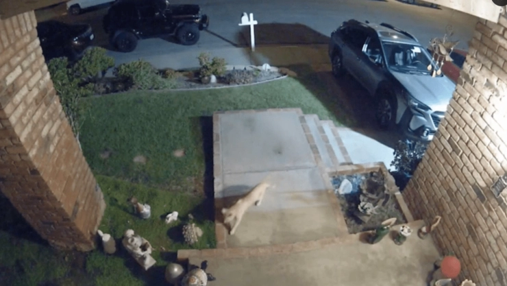 Un pequeño puma apareció en una casa en California
