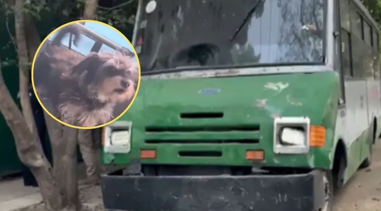 Denuncian a paseador por tener seis perros hacinados en microbús en Narvarte, Benito Juárez
