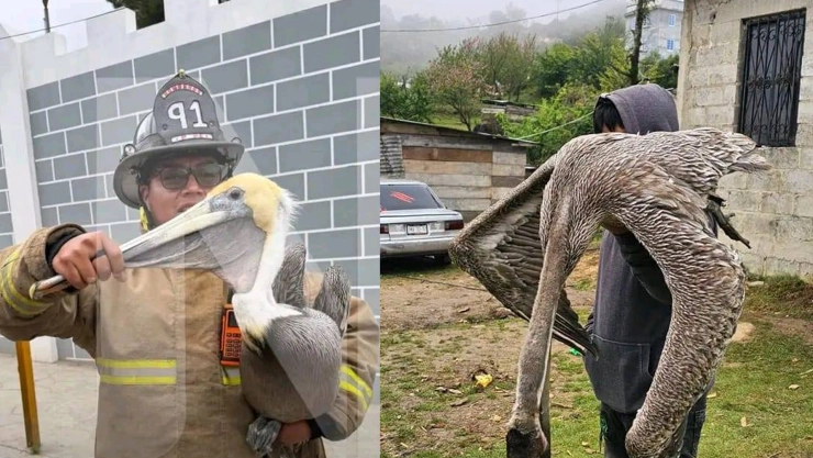 pelicano-Enterate-Coleto-y-Chiapas-faccebook.jpg (1).jpeg