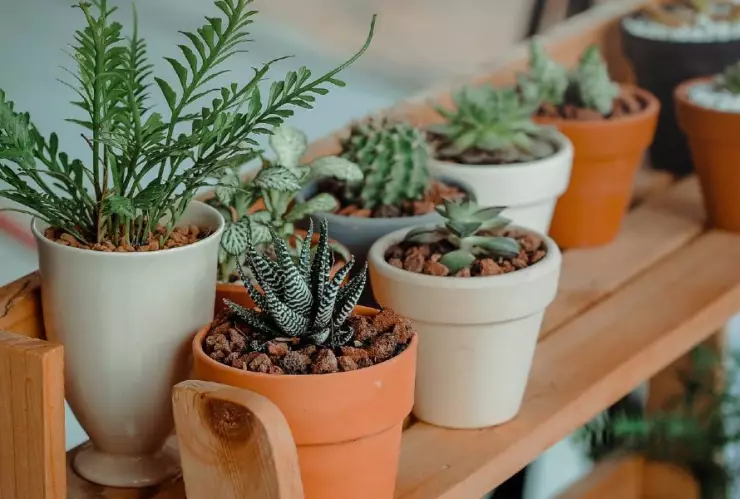 plantas florecen .jpg