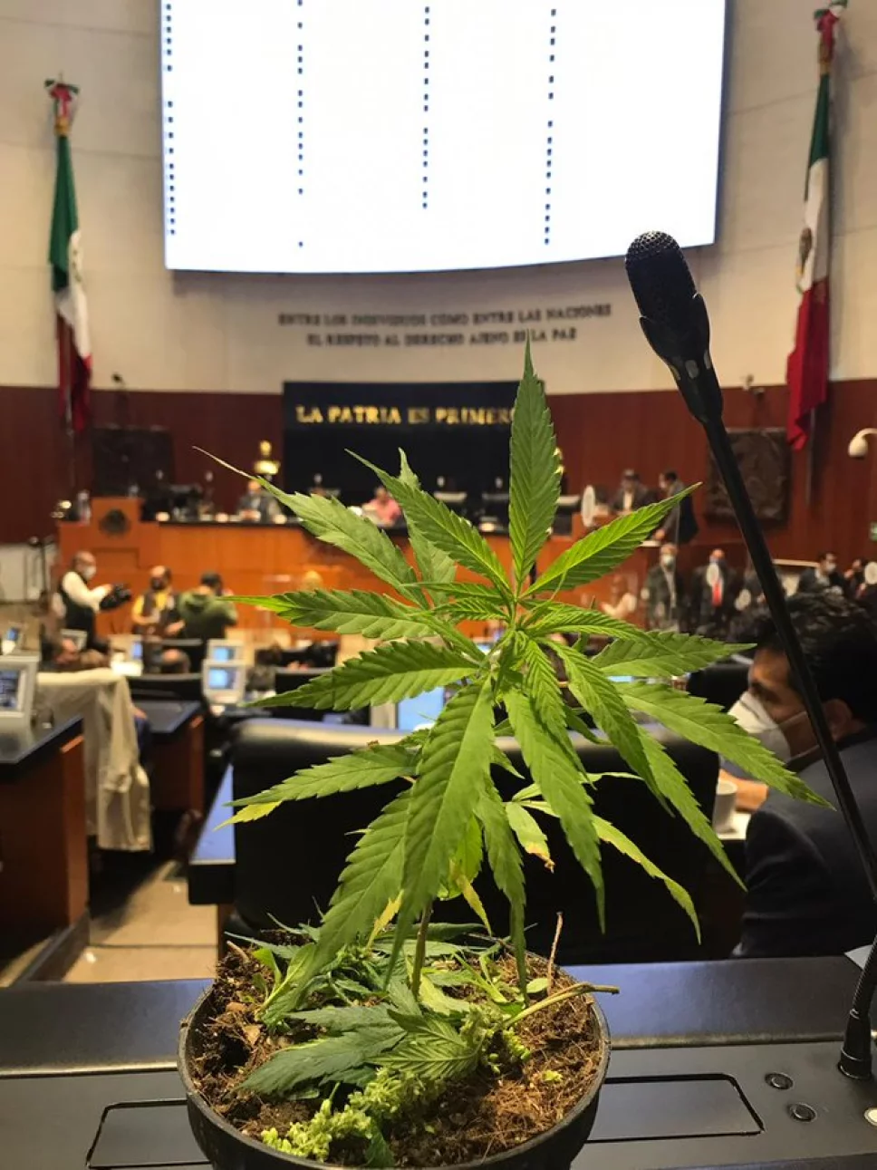 SCJN declaró inconstitucional prohibir la marihuana para uso lúdico
