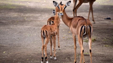 Nacen dos impalas en Chapultepec