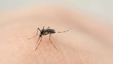 Mosquito Aedes aegypti transmisor de la enfermedad del dengue.