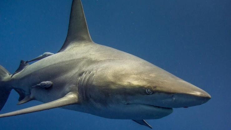 tiburón en calles de Florida