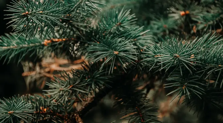 ¿Cómo reciclar el árbol de Navidad después de las fiestas?