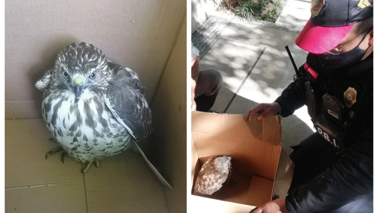 Policía halcón Miguel Hidalgo