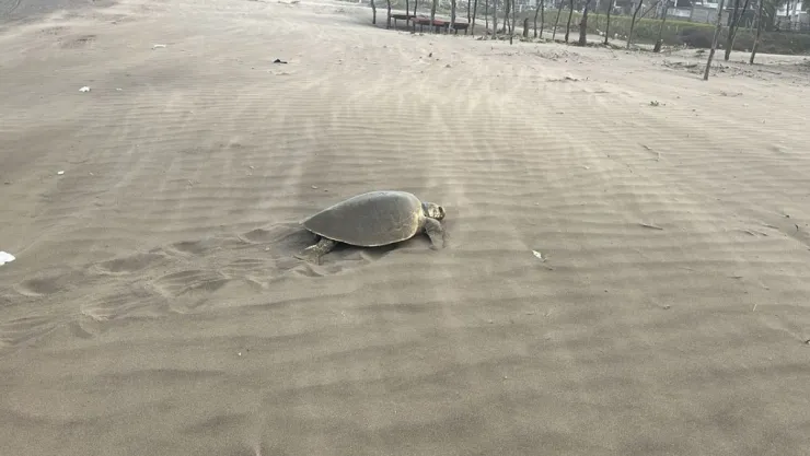 Tortugas en Chachalacas