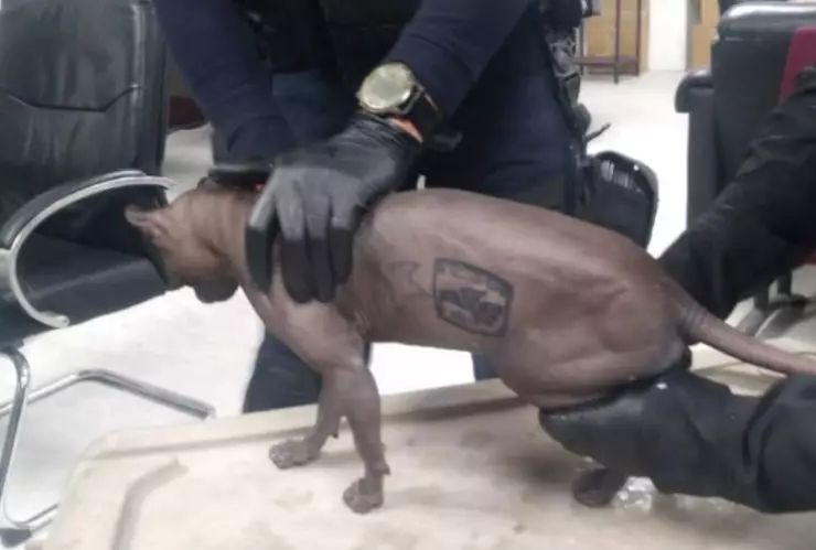 Ciudad Juárez operativo cereso