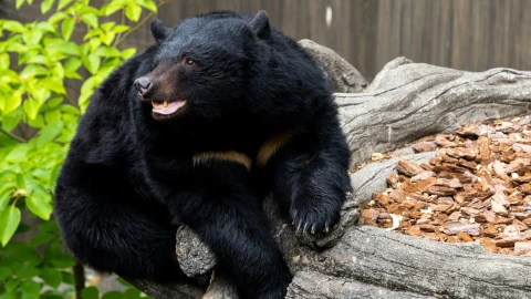 Imagen de oso negro.
