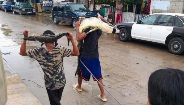 Reportan cocodrilos en Tamaulipas