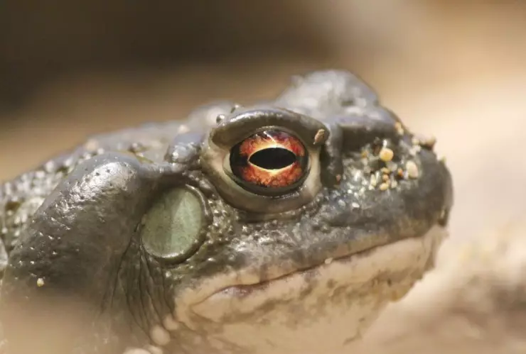 Autoridades de parques piden a visitantes no lamer el sapo