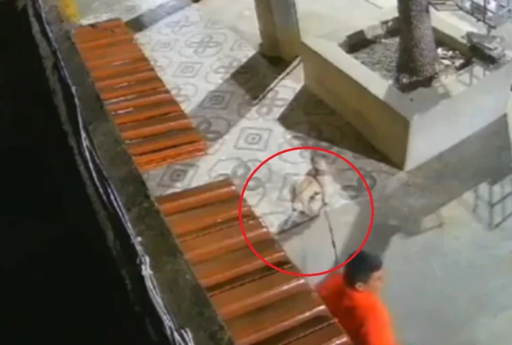 Delincuente despoja a un hombre de su perrita al no encontrarle ni celular ni cartera