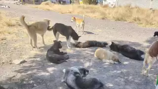 Perritos envenenados.jpeg