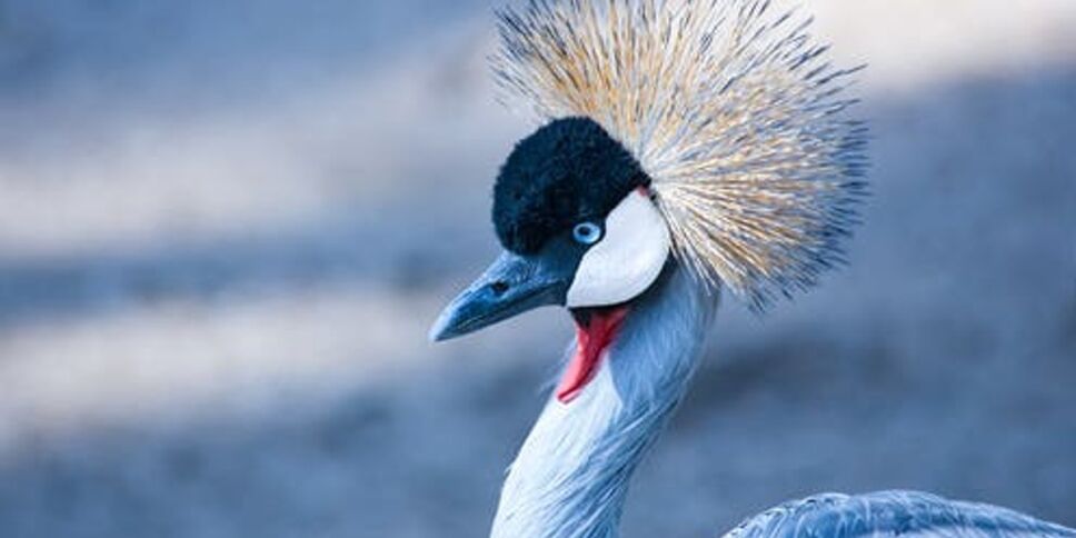 Grulla se enamora de su cuidador