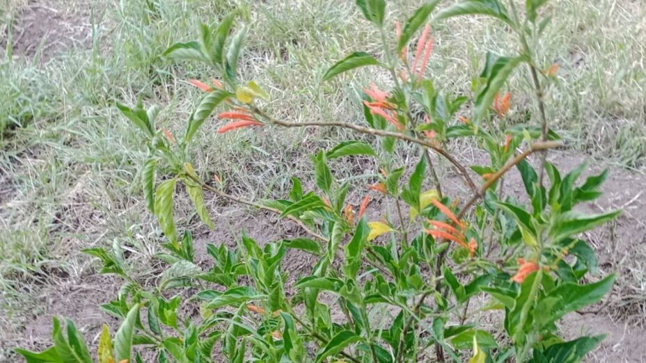 Conoce los beneficios del Muicle o hierba de la virgen ¿Para qué sirve?