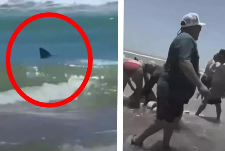 Isla del padre: se registra ataque de tiburón. Video