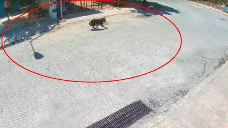 Hombre amputa con machete patita de un perro ‘Negrito’ en Umán; vecinos casi lo linchan.jpg