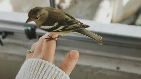 atraer pajaros en la casa.jpg