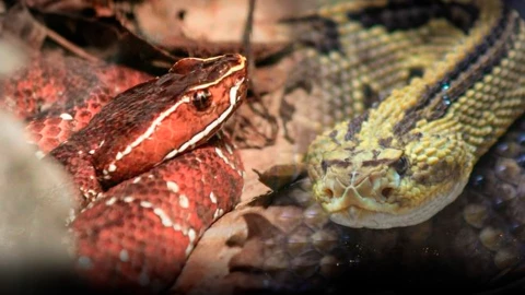 Serpientes venenosas de Chiapas