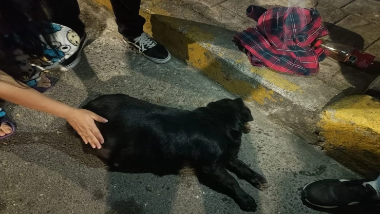 golpea con un palo a perrita embarazada