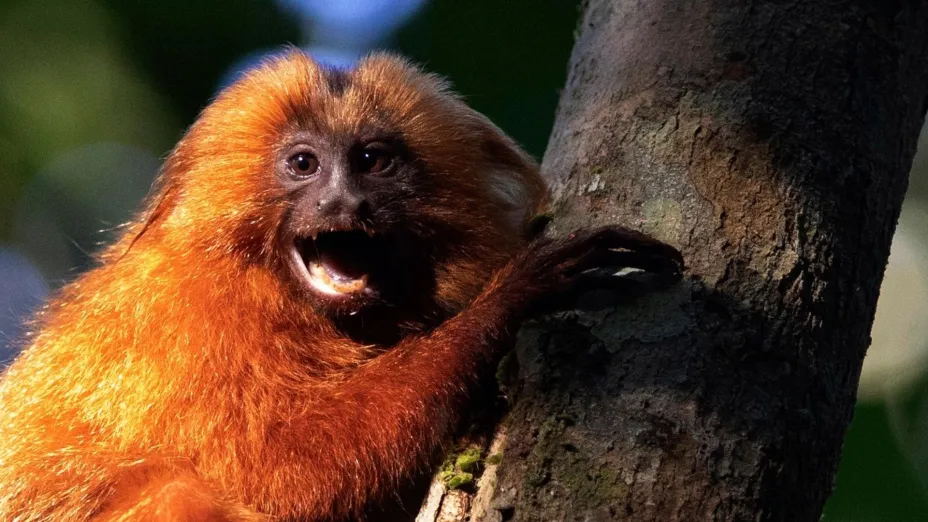 Tamarino León Dorado en la región selvática de Silva Jardim Río de Janeiro 6 de agosto de 2020 AP.jpg