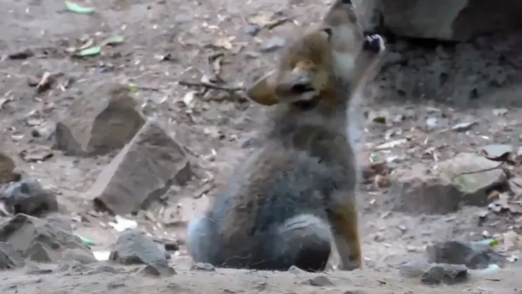 lobito-aullidos.jpg