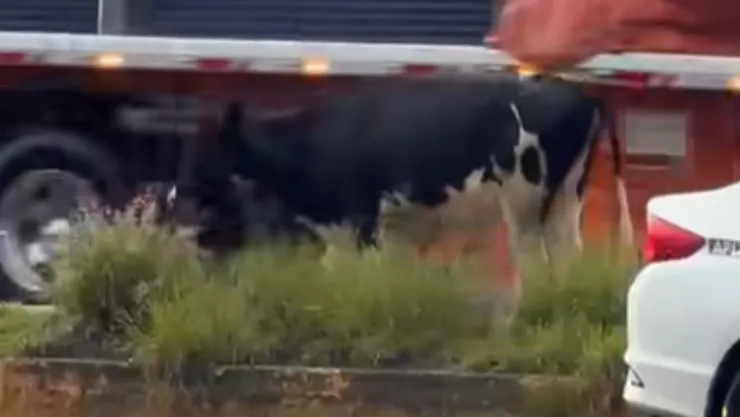 vaca deambula tlaxcala