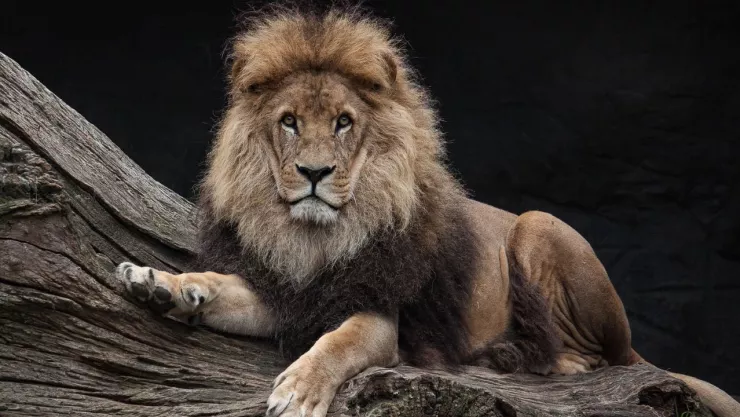 ¡Tragedia! Hombre muere dentro de un zoológico mexicano tras ser atacado por un León