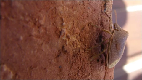 ¿Cómo descubrir chinches en casa_ Estos son los lugares más comunes para encontrarlas