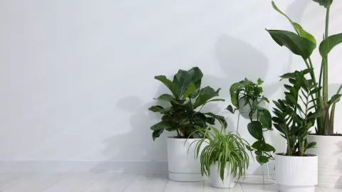 Estas plantas te van a ayudar a cuidar tu casa de todo mal