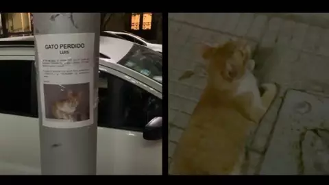 VIDEO - Gatito es encontrado… Debajo de su propio letrero de se busca