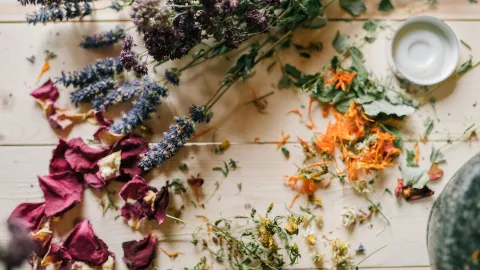 ¿Cuál es la planta medicinal que te ayuda con los síntomas de depresión? ¡Es mexicana!