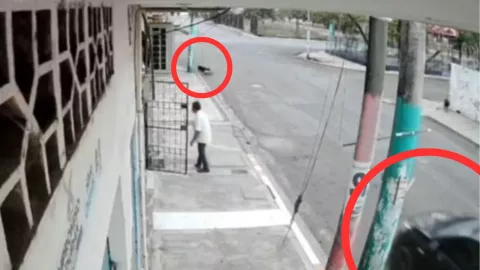 Perritos enfrentan a delincuentes y frustran un intento de privación de la libertad contra un abuelito en Ecuador