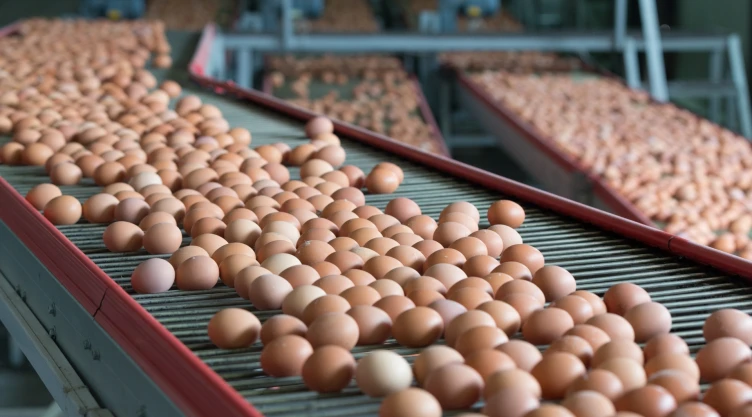 Un productor de huevos encontró gripe aviar en pollos
