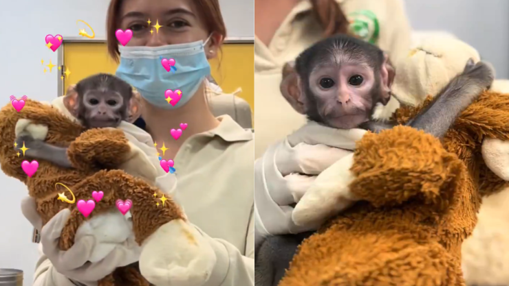 ¡"Punch” mexicano! Él es Yuji, el mono patas rechazado por su mamá en Guadalajara, Jalisco