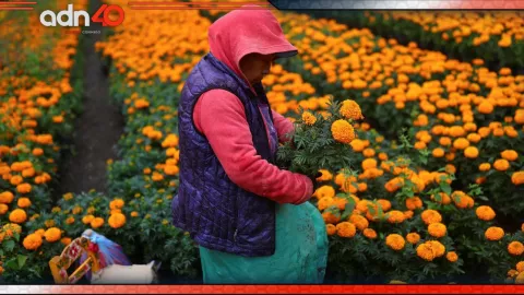 ¿Quieres comprar flores de cempasúchil? Arrancó la venta en Xochimilco