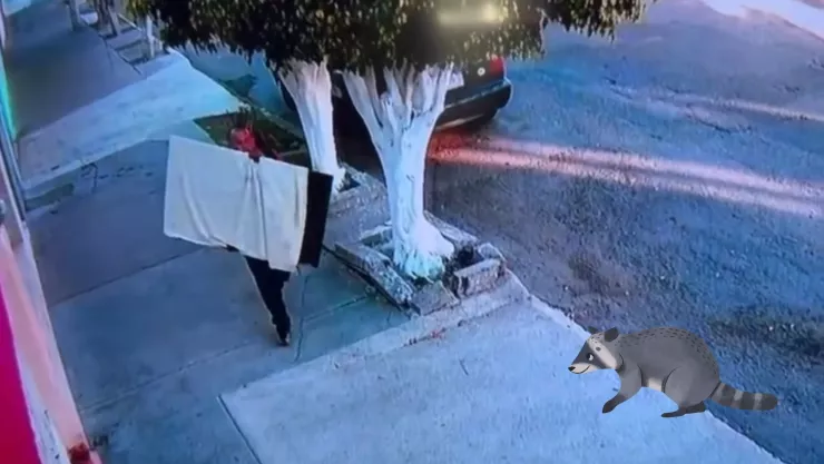 Hombre roba televisión de una casa en la Colonia Gremial y es captado en video