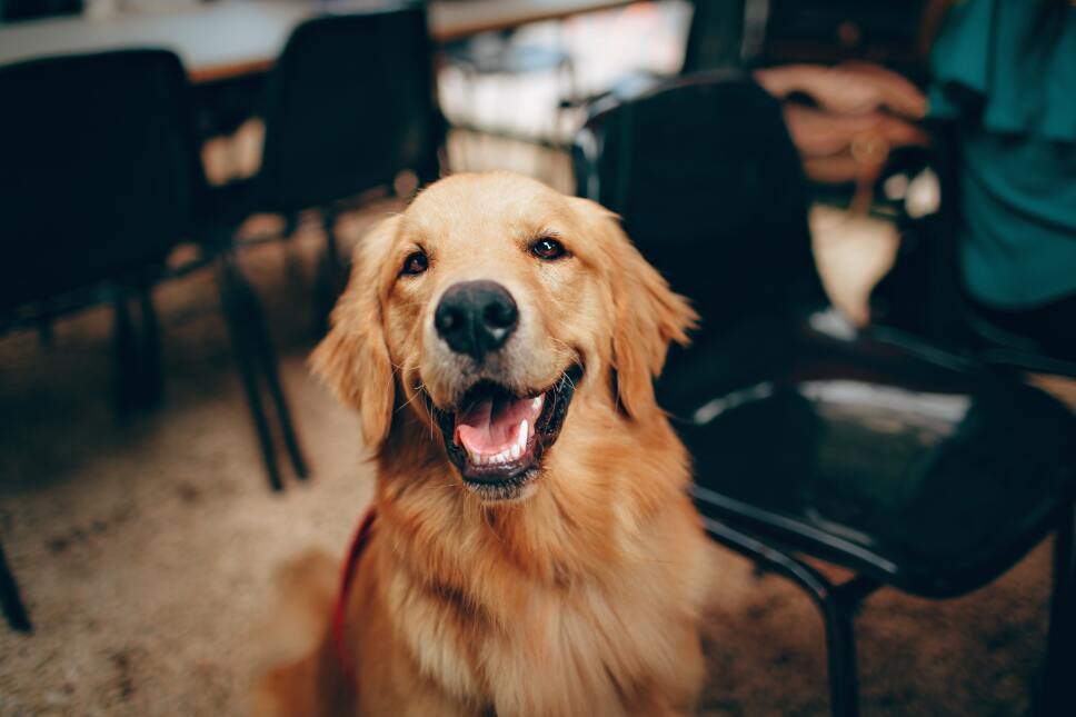 Enfermedades de perros y mascotas